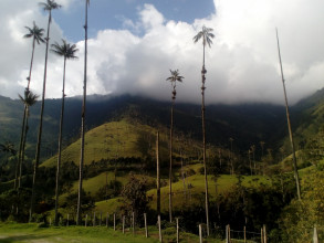 Colombie - Vallée de Cocora